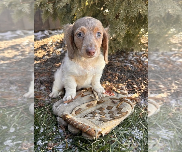 Medium Photo #2 Dachshund Puppy For Sale in MIDDLEBURY, IN, USA