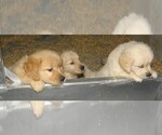 Small Photo #14 Golden Retriever Puppy For Sale in VERMONTVILLE, MI, USA