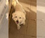 BEBE - Female Poodle (Toy) Dog for Adoption - Small photo