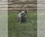Small Photo #28 French Bulldog Puppy For Sale in SUSSEX, WI, USA