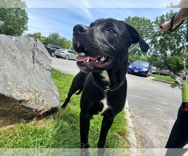 Medium Photo #9 Mutt Puppy For Sale in Elmsford, NY, USA