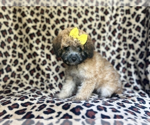 Medium Photo #4 Cavapoo Puppy For Sale in LAKELAND, FL, USA