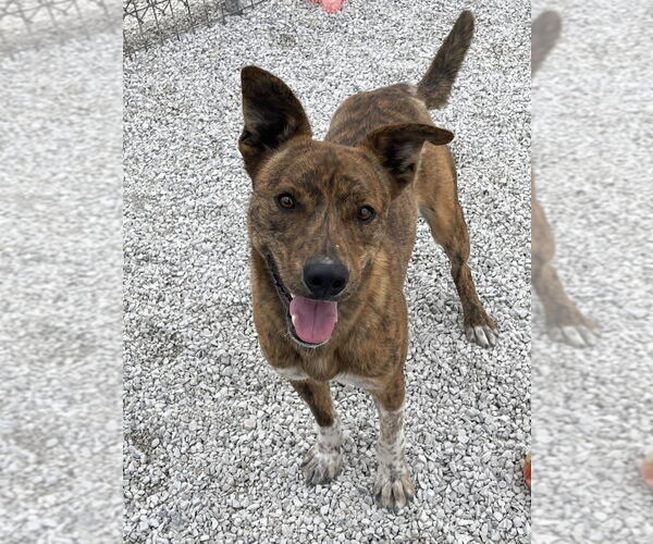 Medium Photo #2 Mutt Puppy For Sale in Bolivar, MO, USA