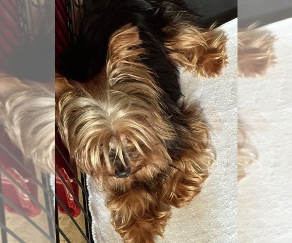 Medium Photo #1 Yorkshire Terrier Puppy For Sale in WILLISTON, SC, USA