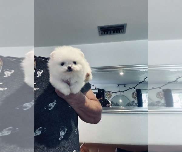 Medium Photo #2 Pomeranian Puppy For Sale in BEVERLY HILLS, CA, USA