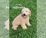 Small Photo #16 Goldendoodle (Miniature) Puppy For Sale in REED CITY, MI, USA