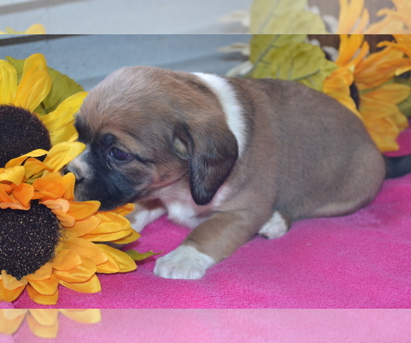 Medium Photo #23 Jug Puppy For Sale in GREENWOOD, WI, USA