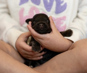 Schnauzer (Miniature) Puppy for Sale in MADERA, California USA