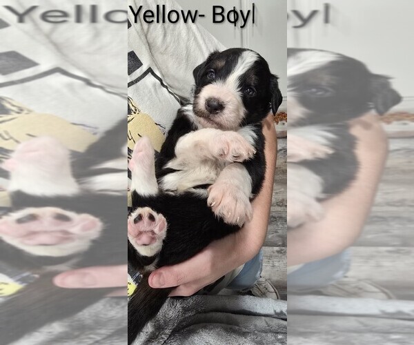 Medium Photo #5 Aussiedoodle Puppy For Sale in BOONEVILLE, AR, USA