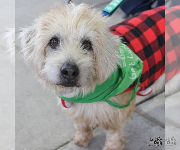 Medium Photo #4 Unknown-Wheaten Terrier Mix Puppy For Sale in Washington, DC, USA