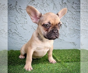 French Bulldog Puppy for sale in FONTANA, CA, USA
