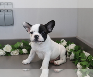French Bulldog-Frengle Mix Puppy for sale in SHILOH, OH, USA