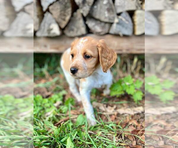 Medium Photo #4 Brittany Puppy For Sale in BERKSHIRE, NY, USA