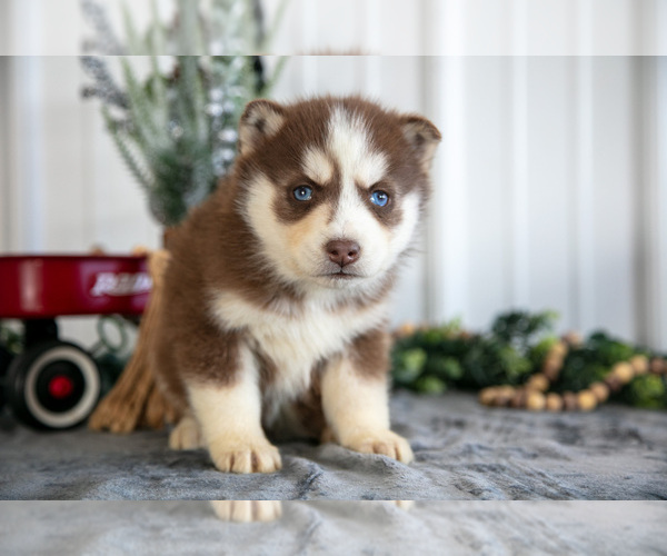 Medium Photo #16 Siberian Husky Puppy For Sale in SHREVE, OH, USA