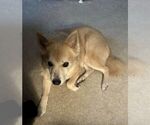 Small #4 Labrador Retriever-Pomeranian Mix