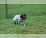 Small Photo #4 German Shorthaired Pointer Puppy For Sale in LEBANON, CT, USA