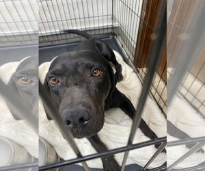Labrador Retriever Dogs for adoption in GILBERTS, IL, USA