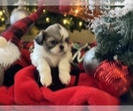 Small Photo #13 Shih Tzu Puppy For Sale in NAPLES, FL, USA