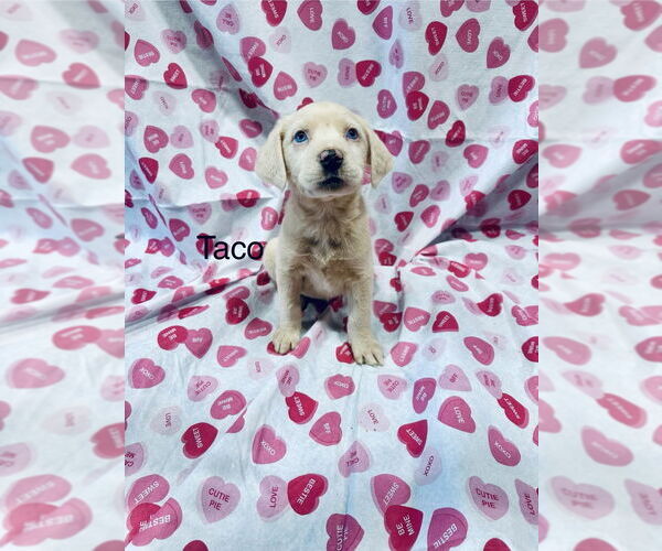 Medium Photo #3 Mutt Puppy For Sale in Mooresville, NC, USA