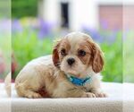 Small #4 Cavalier King Charles Spaniel