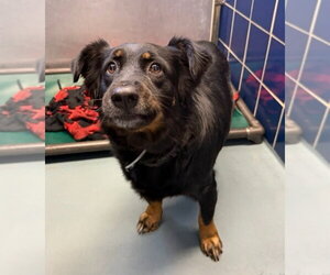 Bub HW+ - Male Australian Shepherd-Rottweiler Mix Dog for Adoption - Photo #4