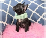 Small Photo #3 French Bulldog Puppy For Sale in CARTHAGE, TX, USA
