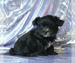 Small #4 Morkie