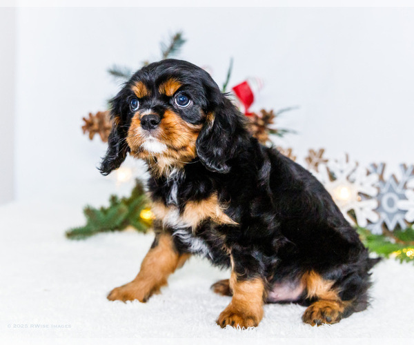 Medium Photo #14 Cavalier King Charles Spaniel Puppy For Sale in WAKARUSA, IN, USA