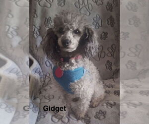 Poodle (Toy)-Unknown Mix Dogs for adoption in Colorado Springs, CO, USA