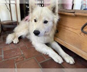 German Shepherd Dog-Samoyed Mix Dogs for adoption in Riverside, CA, USA