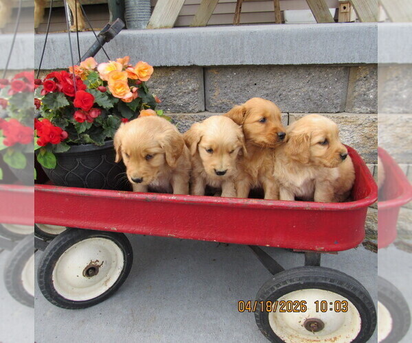 Medium Photo #6 Golden Retriever Puppy For Sale in SINGERS GLEN, VA, USA