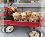Small #5 Golden Retriever