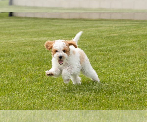 Medium Photo #1 Goldendoodle (Miniature) Puppy For Sale in WOLCOTTVILLE, IN, USA
