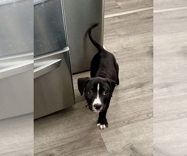 Medium Photo #2 Mutt Puppy For Sale in Springdale, PA, USA