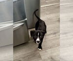 Small #1 Mutt