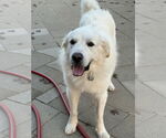 Small #2 Great Pyrenees