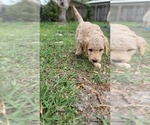 Small Photo #14 Goldendoodle-Poodle (Standard) Mix Puppy For Sale in OVIEDO, FL, USA
