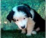 Small Photo #16 Australian Shepherd Puppy For Sale in SYLVA, NC, USA