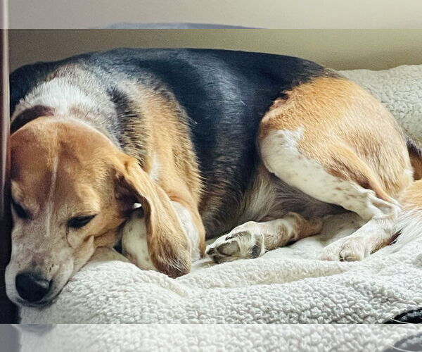 Medium Photo #3 Beagle Puppy For Sale in Mouth Of Wilson, VA, USA
