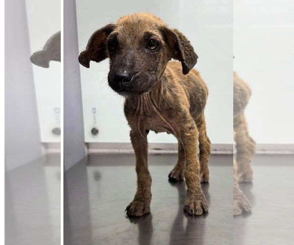 Medium Photo #19 Mutt Puppy For Sale in Dana Point, CA, USA