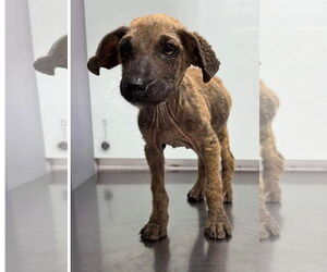Missy - Female Mutt Dog for Adoption - Photo #19