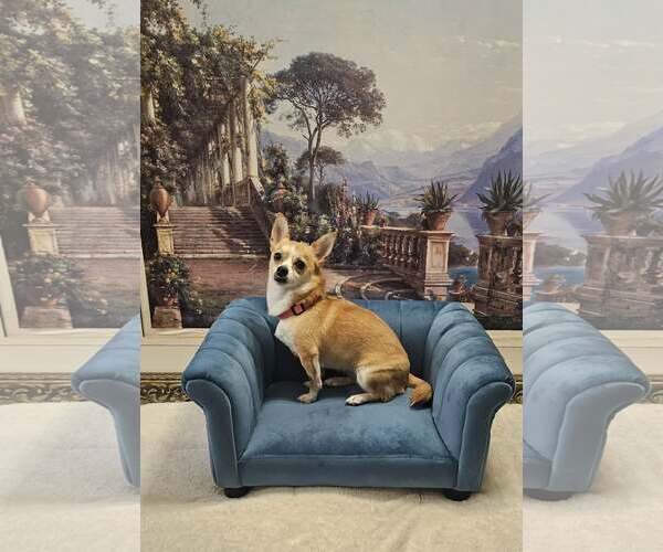 Medium Photo #2 Chihuahua-Unknown Mix Puppy For Sale in Oakhurst, NJ, USA