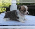Small #3 Pembroke Welsh Corgi