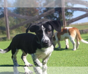 Basset Hound-Unknown Mix Dogs for adoption in Chestertown, MD, USA