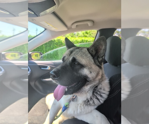 Medium Photo #1 Akita Puppy For Sale in MOHRSVILLE, PA, USA