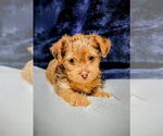 Small #3 Yorkshire Terrier