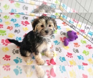 Morkie Puppy for sale in ORO VALLEY, AZ, USA