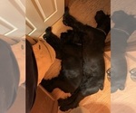 Small #44 Schnauzer (Giant)