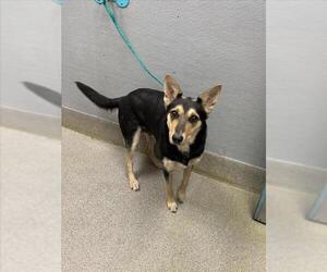 German Shepherd Dog-Unknown Mix Dogs for adoption in Las Vegas, NV, USA