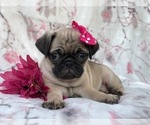 Small Photo #19 Pug Puppy For Sale in LAKELAND, FL, USA
